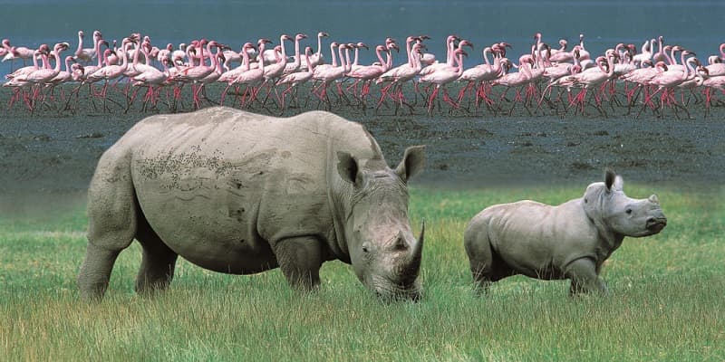 Lake Nakuru National Park: The Pink Jewel of Kenya