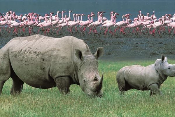 3-Day Mid-Range Lake Nakuru Safari