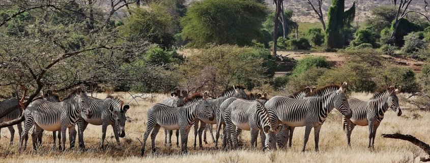 Lewa Wildlife Conservancy: Conservation in Action