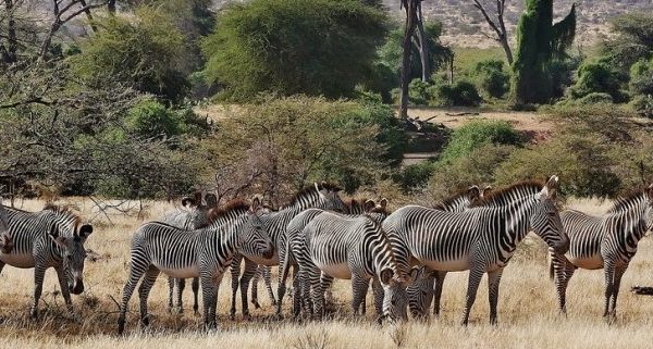 Lewa Wildlife Conservancy