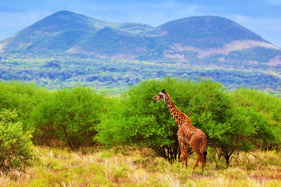 Tsavo National Park: The Wild Heart of Kenya