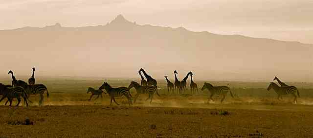 Ol Pejeta Conservancy: A Sanctuary for Wildlife