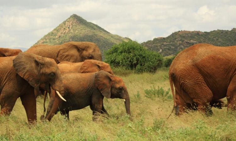 Samburu National Reserve: A Unique Safari Experience