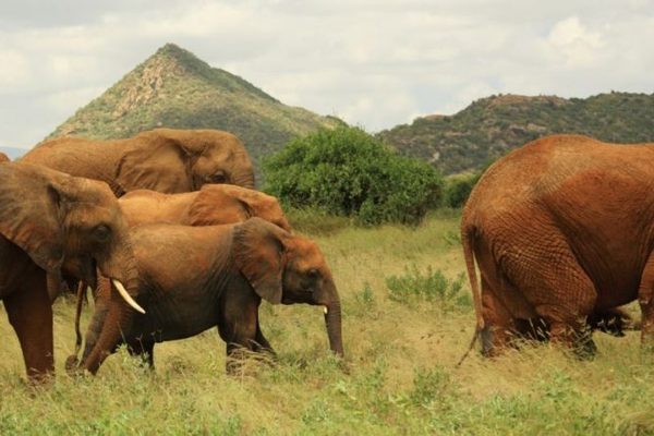 3-Day Budget Samburu Safari
