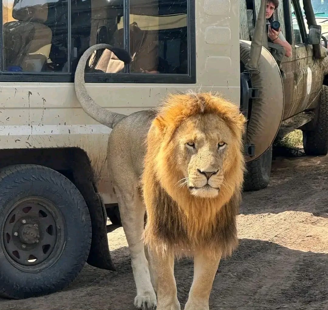 Masai Mara: A Safari Adventure Like No Other