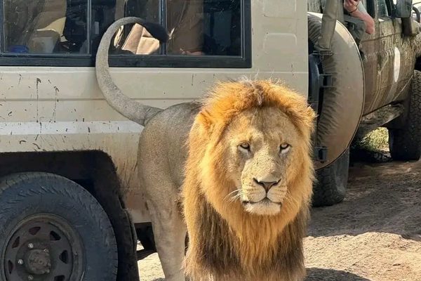 7-Day Luxury Kenya Safari: Maasai Mara & Lake Nakuru