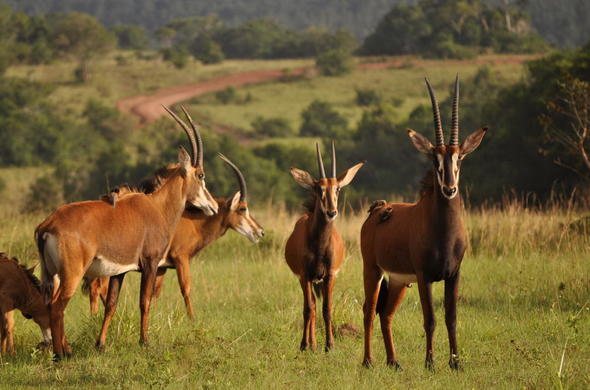 Shimba Hills National Reserve: A Coastal Paradise