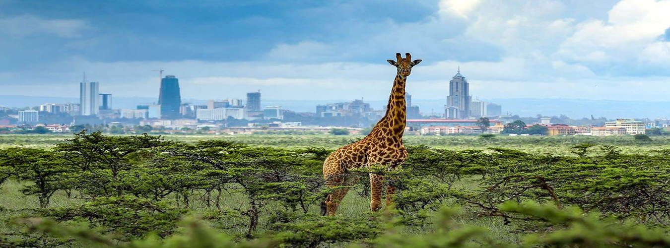 Nairobi National Park: A Safari in the City