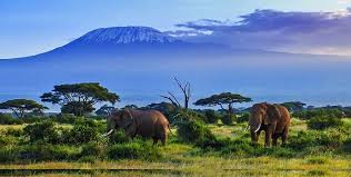 Amboseli National Park: The Land of Giants