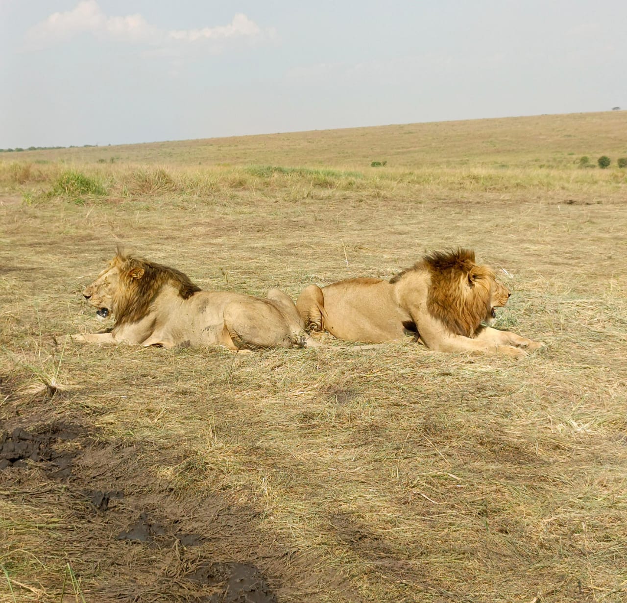 Masai Mara Game Reserve - Across Horizon Safaris