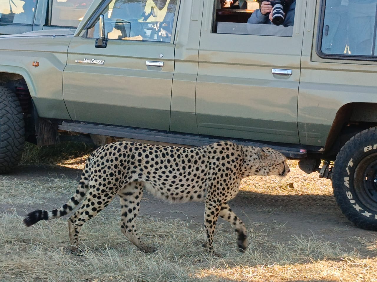 Tour Kenya's Savanna Wildlife - Across Horizon Safaris