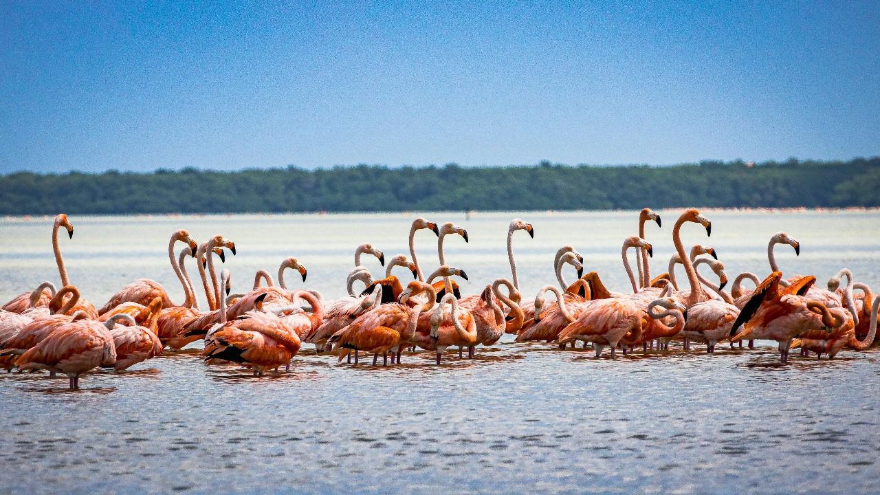 Visit Lake Nakuru with Across Horizon Safaris