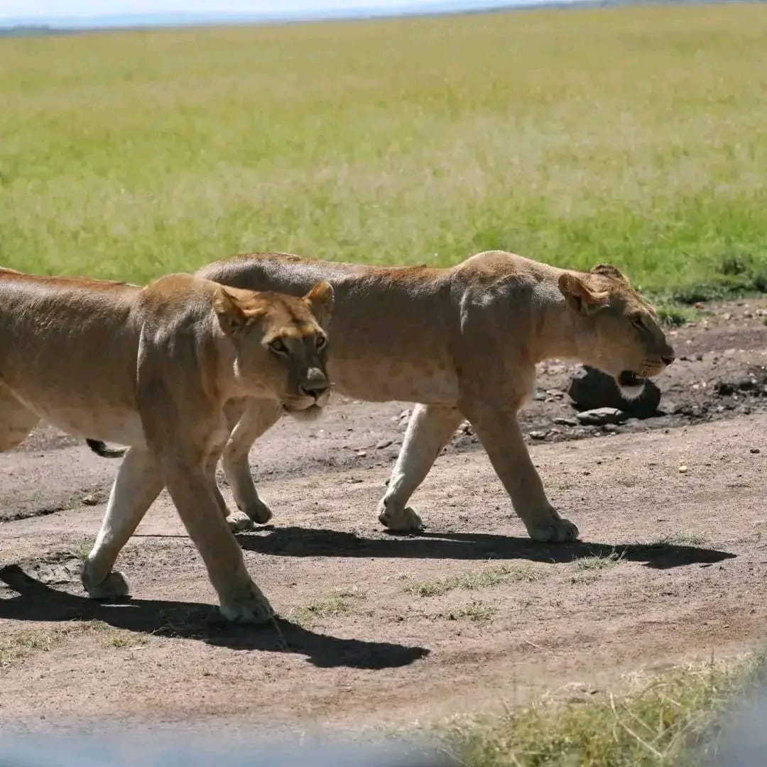 Masai Mara Game Reserve - Across Horizon Safaris