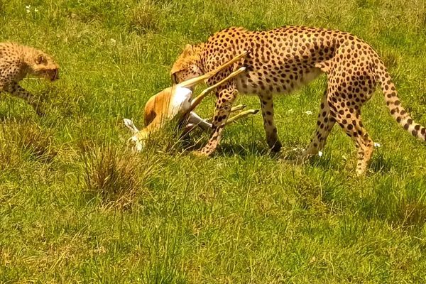 3 Days Masai Mara with Across Horizon Safaris