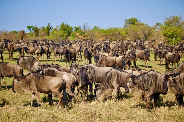 4 Days Maasai Mara and Lake Nakuru Safari with Across Horizon Safaris